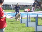 Flyball 093