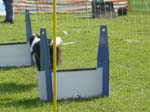 Flyball 095