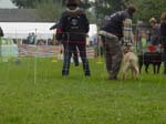 Flyball 104