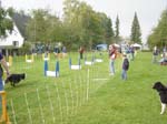 Flyball 105