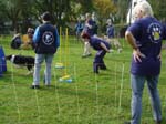 Flyball 106