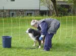 Flyball 109