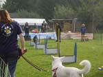 Flyball 110