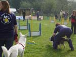 Flyball 112