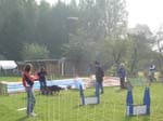 Flyball 113
