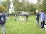 Flyball 115