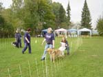 Flyball 116