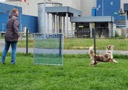 Ein Bild, das Gras, drauen, Hund, Sugetier enthlt.

Automatisch generierte Beschreibung