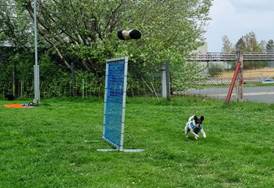 Ein Bild, das Gras, Baum, drauen, Hund enthlt.

Automatisch generierte Beschreibung