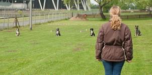 Ein Bild, das Gras, drauen, Feld, Person enthlt.

Automatisch generierte Beschreibung
