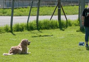 Ein Bild, das Gras, drauen, Zaun, Hund enthlt.

Automatisch generierte Beschreibung
