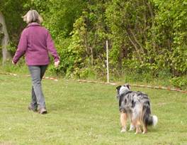 Ein Bild, das Gras, Baum, drauen, Hund enthlt.

Automatisch generierte Beschreibung