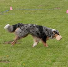 Ein Bild, das Gras, Hund, drauen, Frisbee enthlt.

Automatisch generierte Beschreibung