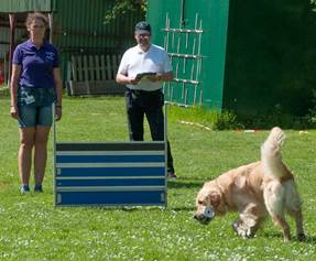 Ein Bild, das Gras, Hund, drauen, Person enthlt.

Automatisch generierte Beschreibung