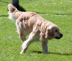 Ein Bild, das Gras, Hund, drauen, Tier enthlt.

Automatisch generierte Beschreibung