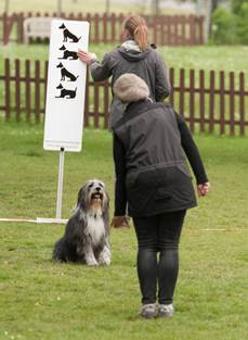 Ein Bild, das Gras, drauen, Zaun, Hund enthlt.

Automatisch generierte Beschreibung
